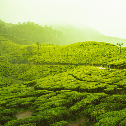 Un Viaje a Ceylon